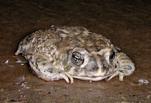 Arroyo toad